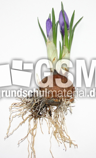 Krokus-mit-Wurzel.jpg